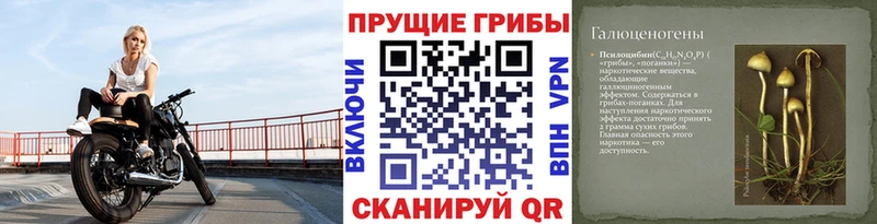 Псилоцибиновые грибы Cubensis кракен как зайти Канаш